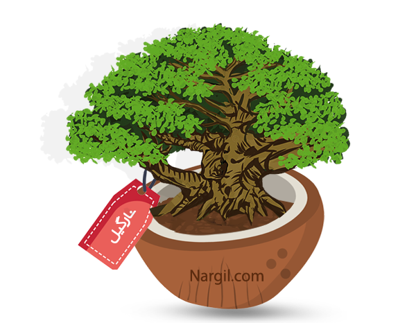  Nargil - Chinese Banyan